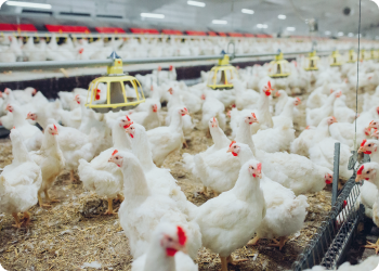 Segmentos - Aviários